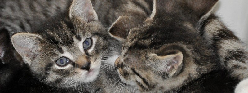 zegen waarom Honderd jaar Kitten - De Graafschap Dierenartsen